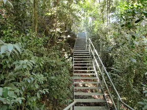 Rainforest Walk