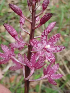 Dipodium punctatum (Hyacinth orchid)