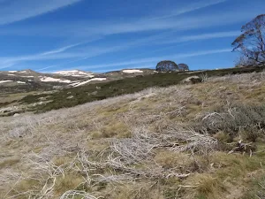 West of the Snoey River