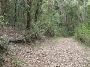 End of Taylors Rd lower trail