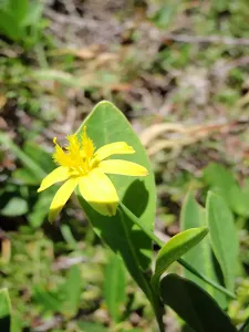 Yellow Flower
