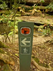 Timber track marker near the Moss Wall in the Watagans
