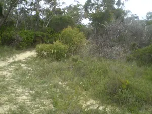 The scrub of King's Tableland