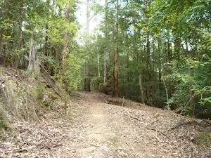 Turners Road Olney State Forest