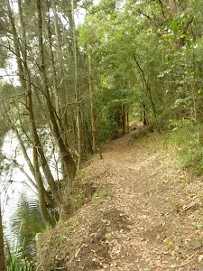 Walking beside Berowra Creek