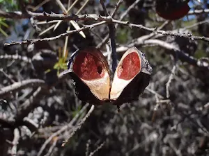 Seed pod