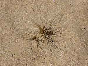 Tumble Weed