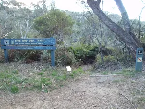 Top of Lyrebird Dell track