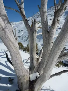 Snow gum in winter