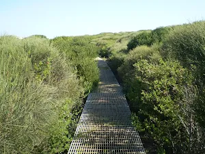 When the heath is particularly fragile walkways have been installed