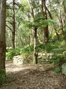 Fern tree at the Miners Campsite
