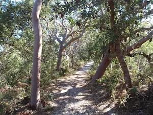 Meandering through the redgums