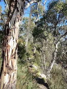 Walking through Kosciuszko National Park