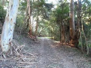 Shady section among the tall gums