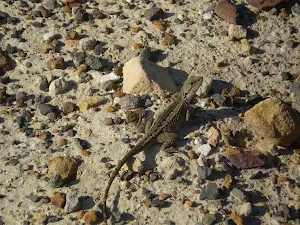 Expect to see at least one lizard along the track