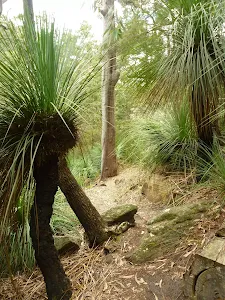 Pleasant forest