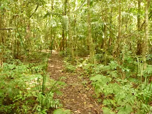 Forest near Abbotts Falls in the Watagans
