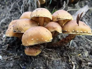 Mushrooms on the Bridle Loop
