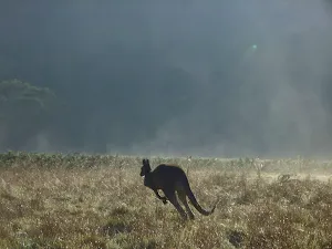 Roo at Behrs Flat