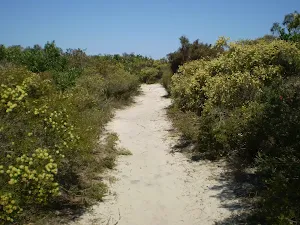 The track to the coast