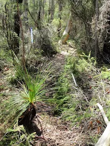 Grass tree on Highway Ridge