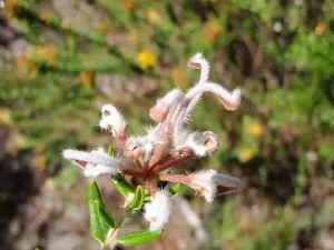 Grevillea Buxifolia