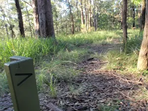 winding through the bush
