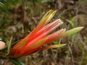 Lambertia formosa (Mountain Devil)