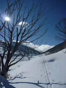 Trees at the end of the flat trail