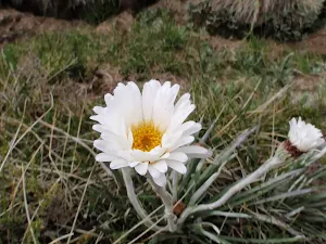 Celmisia Longifolia (Silver Snow Daisy)