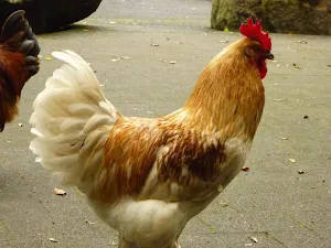 Galston Gorge Chook
