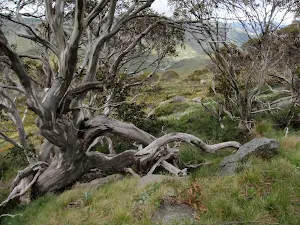 Interesting alpine trees on Summit Walk