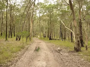 Narrow management trail on the green track near Mt Sugarloaf