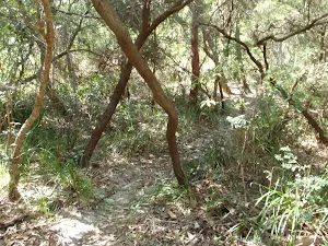 Twisted trees around the track
