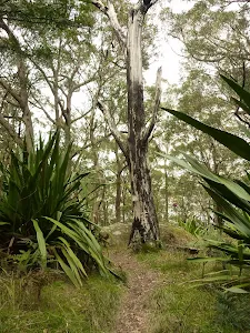 Forest on the red track close to Mt Sugarloaf