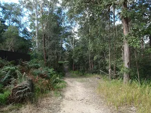 Tall forest in the Berowra Valley Regional Park