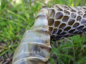 Reminder of the snakes in the area