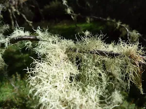 Usnea australis