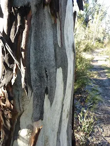 Tree beside track