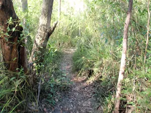 Continuing through the bush