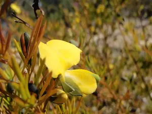 A lovely yellow pea