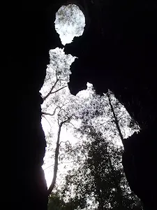 Burnt tree stump