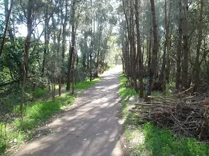 heading through the trees to the end of bridge street