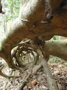 Inside the Strangler Fig Tube