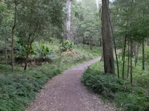 Lady Carrington Dr near the Wallumarra Track