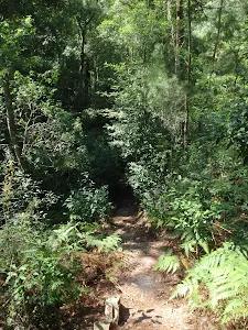 Rainforest track