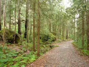 Turpentine forest on Joe's Mountain
