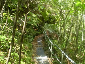 Infrastructure through the temperate rainforest