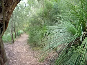 Grass Trees abound