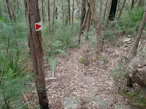 Arrow nailed to tree